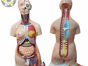 Tibbi anatomik insan bədəni