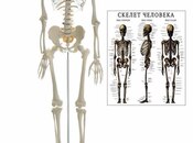 Anatomik skelet 